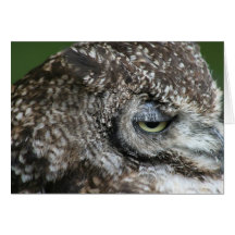 Sr. Owl Felicitación
