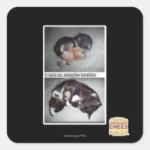 Sr. snuggies forebber del hadz del iz calcomanía cuadrada