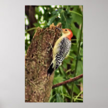 Sr. Woodpecker Posters