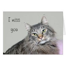 Srta. usted tabby gris felicitaciones