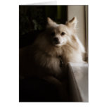Srta. You Card de Pomeranian Tarjeta