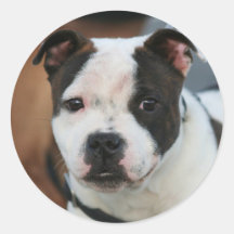 Staffordshire bull terrier pegatina redonda
