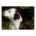 Staffordshire Terrier americano Tarjetón