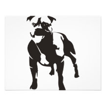 Staffy Comunicado
