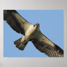 Staredown de Osprey Posters
