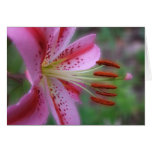 Stargazer Felicitacion