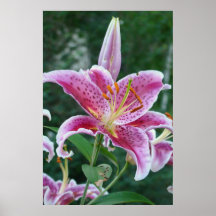 Stargazer Poster