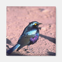Starling brillante Azul-Espigado Iman Para Frigorífico