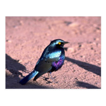 Starling brillante Azul-Espigado Postales