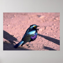 Starling brillante Azul-Espigado Posters
