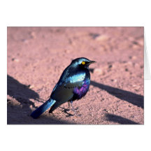 Starling brillante Azul-Espigado Tarjetón