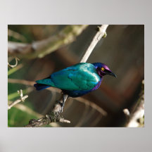 Starling brillante púrpura posters