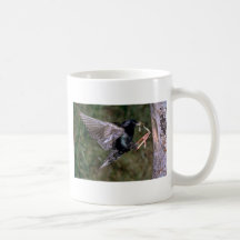 Starling común con el gusano tazas
