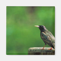 Starling europeo imán para frigorifico