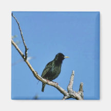 Starling europeo imanes  