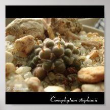 Stephanii de Conophytum Posters