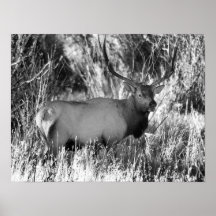 Steve Elkington en blanco Posters