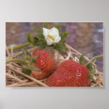 strawberries and strawberry flower impresiones
