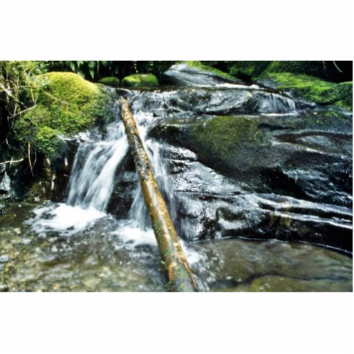 Streambed, parque nacional de Fiordland, isla del  Esculturas Fotograficas
