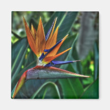 Strelitzia - flor de Tenerife Imán