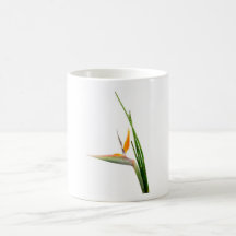 Strelitzia Reginae y caña Tazas