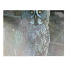 Strix Nebulosa Lapponi Postales