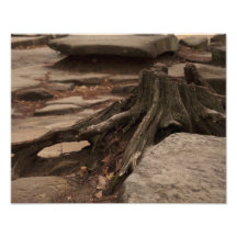 Stumped Foto