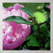 Su Peony Posters