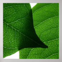 Substracción de Knotweed del japonés Impresiones