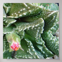Succulant Posters