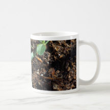 Suciedad de los brotes de las plantas tazas