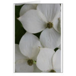 Sueño del Dogwood Felicitaciones