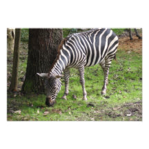Sueños 4 del safari fotografías  