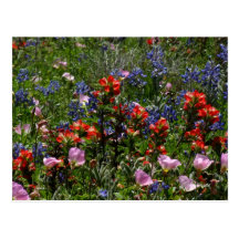 Sueños del Wildflower Postal