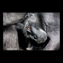 Sulawesi crested el macaque posters
