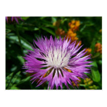 SummerFlowers019 Tarjeta Postal