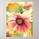 Sun mojó las flores del Gaillardia Impresiones