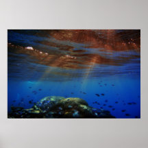 sunandcoral posters