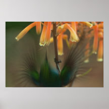 Sunbird en la flor del áloe poster