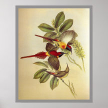Sunbird Fuego-atado Posters