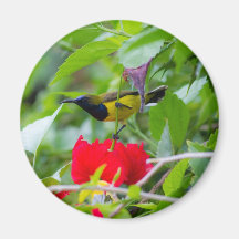 Sunbird Imán