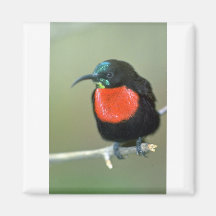 Sunbird meridional de escarlata-Chester Imán Para Frigorifico
