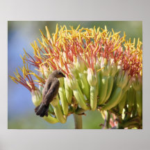 Sunbird Posters
