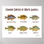 Sunfish común de Norteamérica. Poster