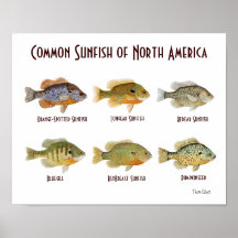 Sunfish común de Norteamérica. Poster