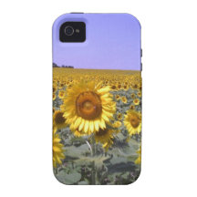 sunflower.jpg todo es girasoles que suben iPhone 4 funda