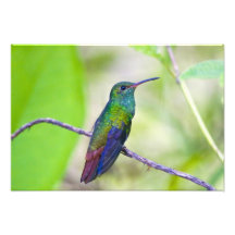 Suramérica, Costa Rica, Sarapiqui, selva del La Arte Fotografico
