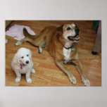 Sus bebés del furr en el papel poster