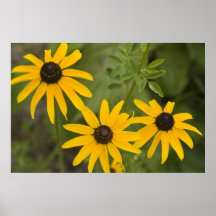 Susans Blackeyed Impresiones