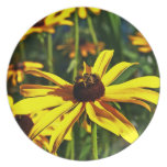 Susans Negro-Observado amarillo brillante múltiple Plato